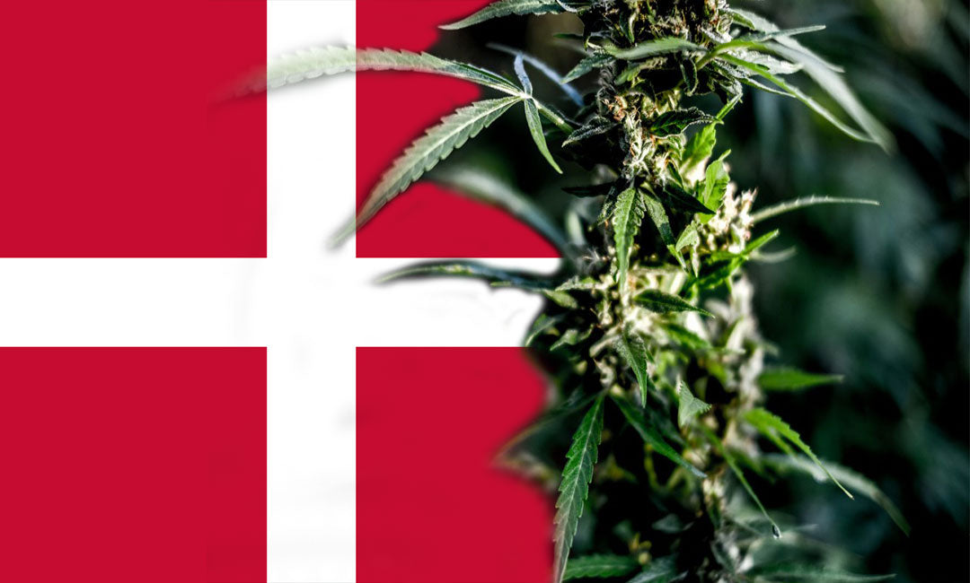 cbd olie danmark cbd hash cbd cannabis