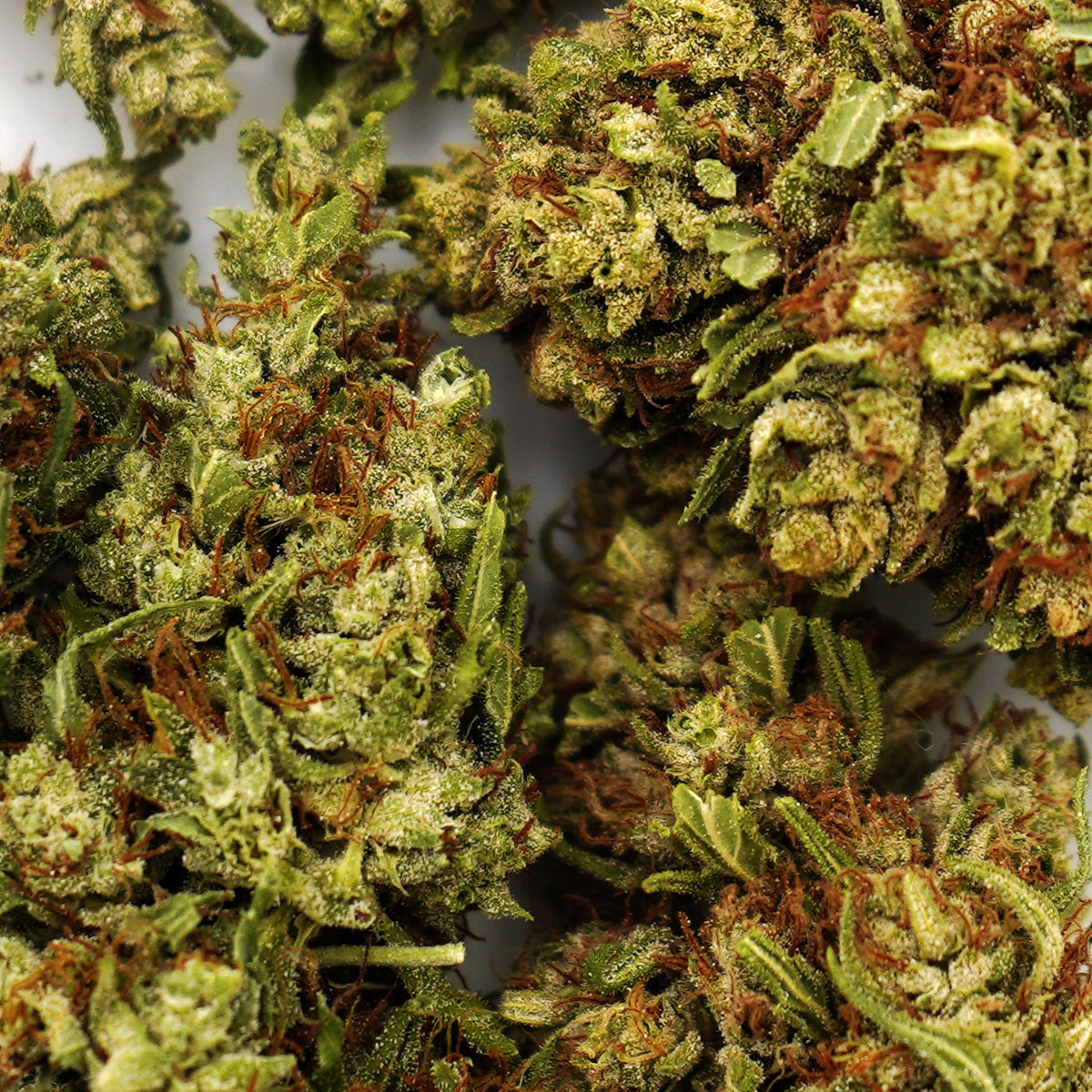 CBD Cannabis danmark - CBD topskud weed shop din cannabis nordicweed