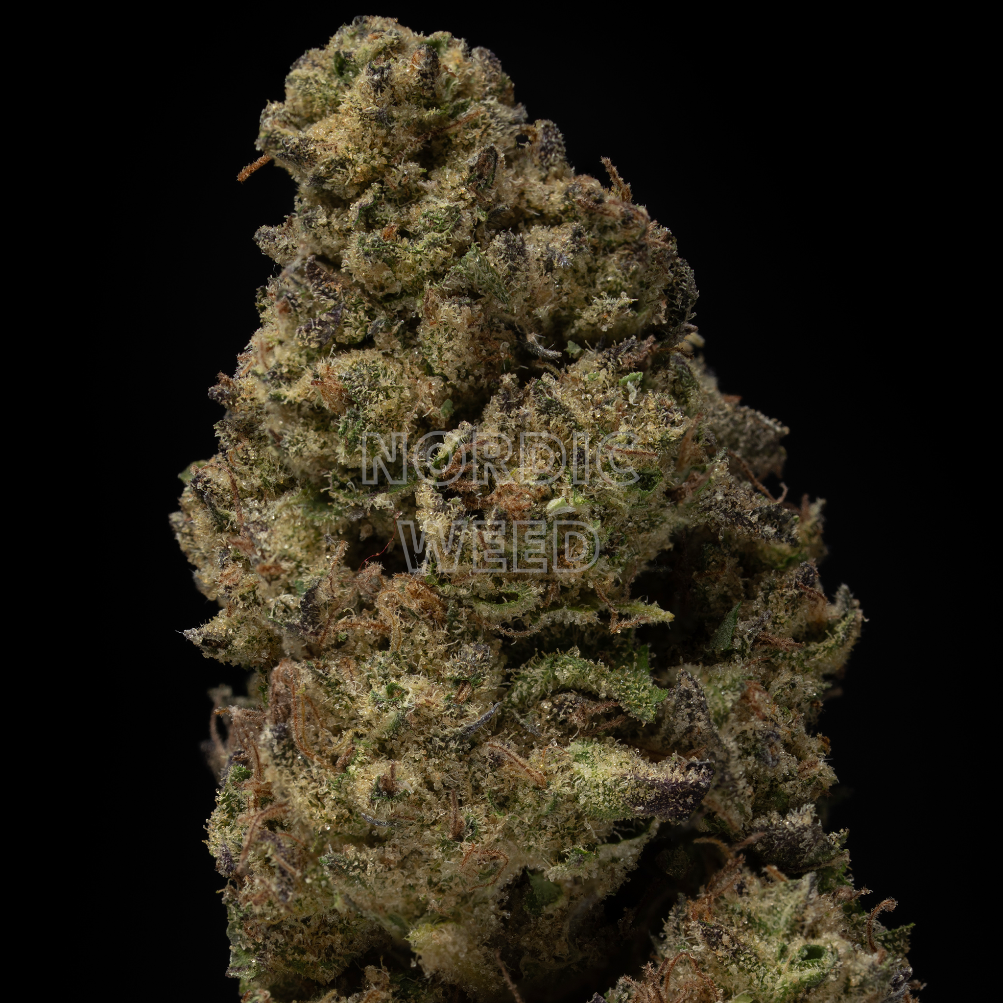Super Lemon Haze - 25% THCA