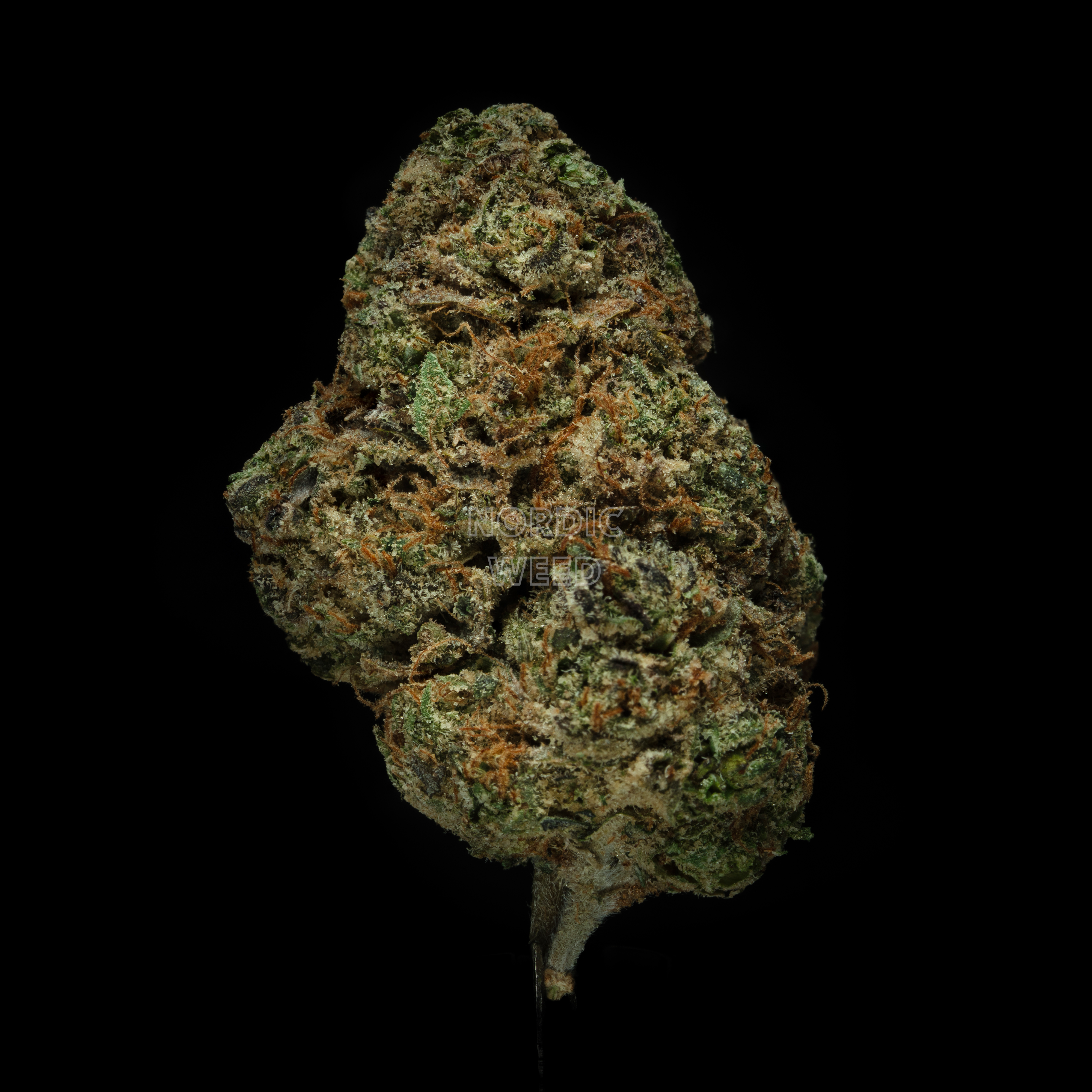 Black Cherry Gelato - 24% THCA