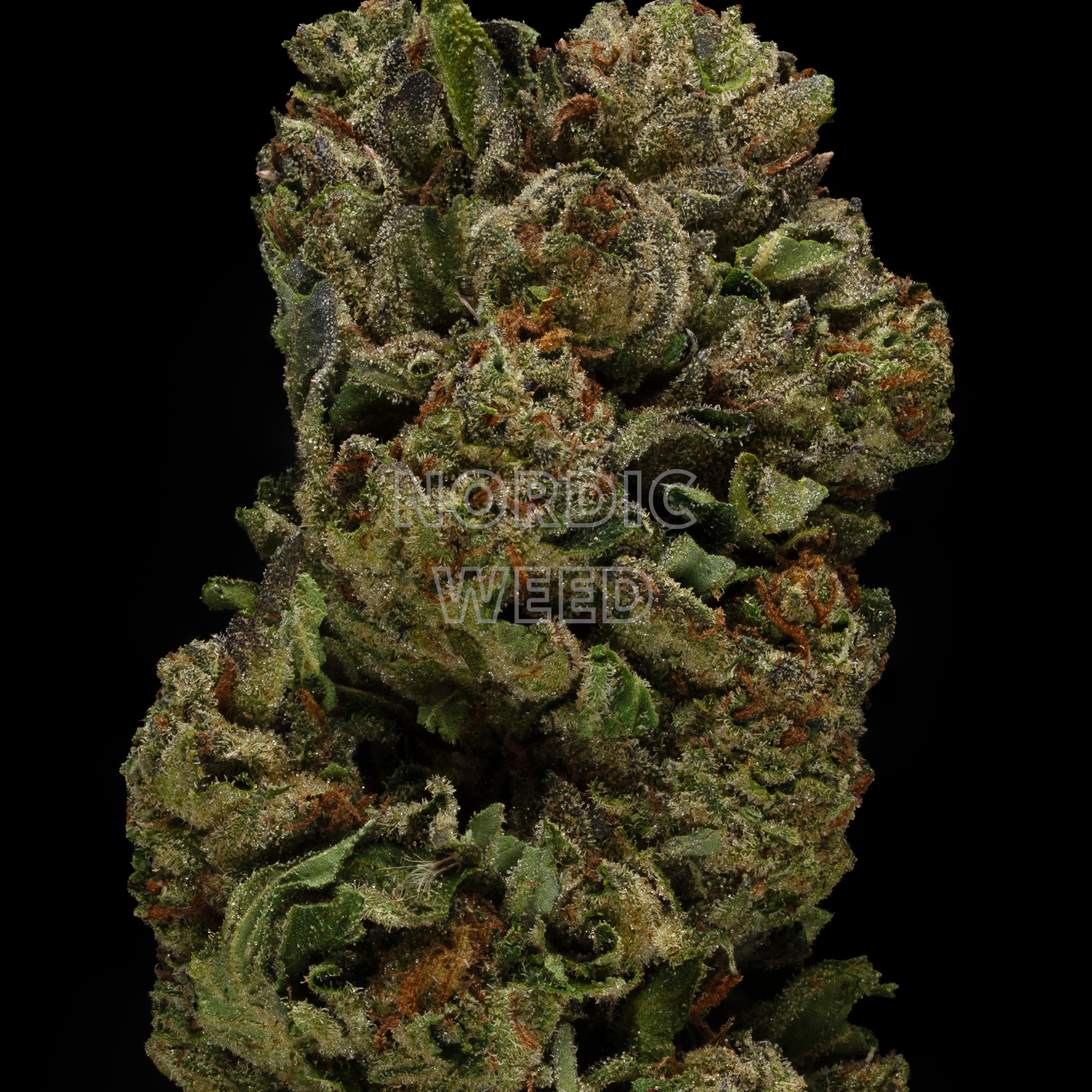 Gelato #41 - 27% THCA