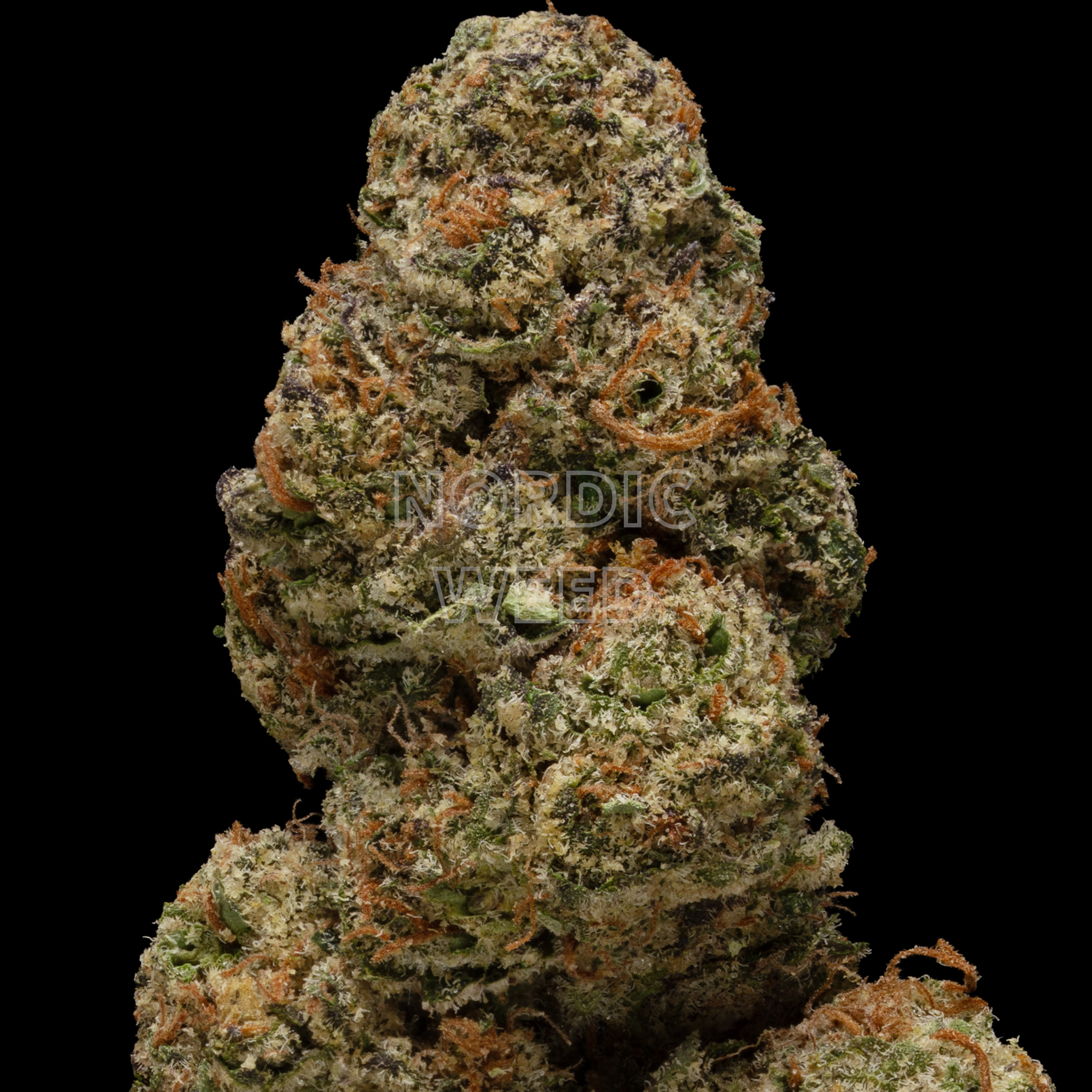 Purple Stardawg - 36% THCA