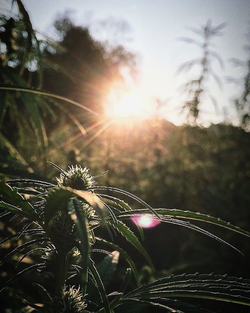 cannabis planter