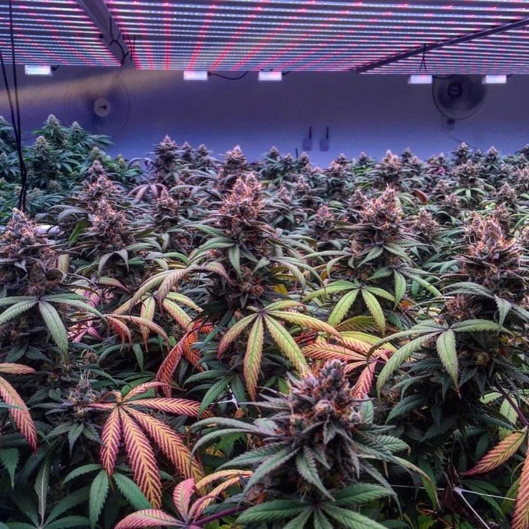 cannabis planter i danmark