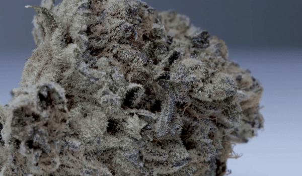 cannabis topskud thc