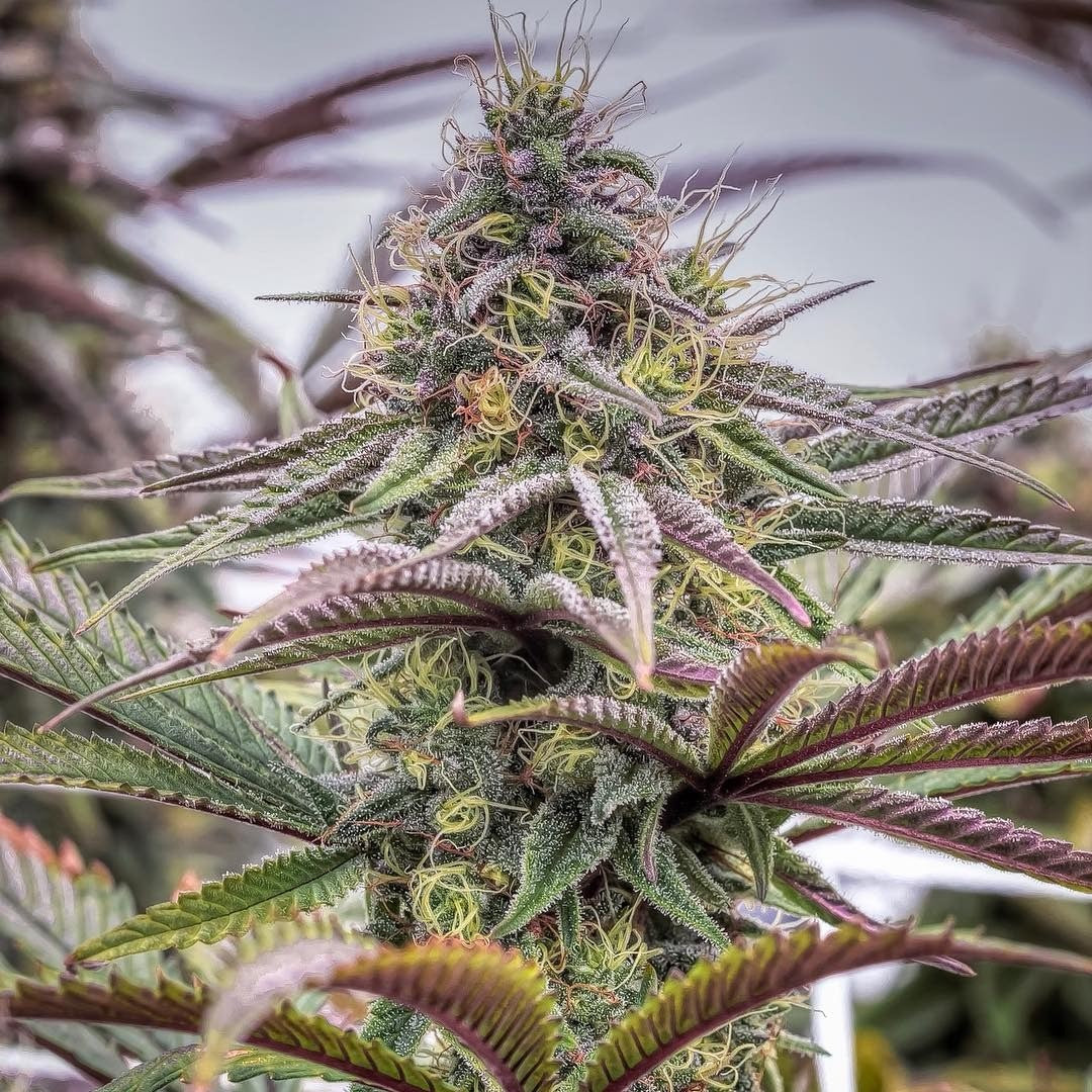 cannabis plante thc i danmark
