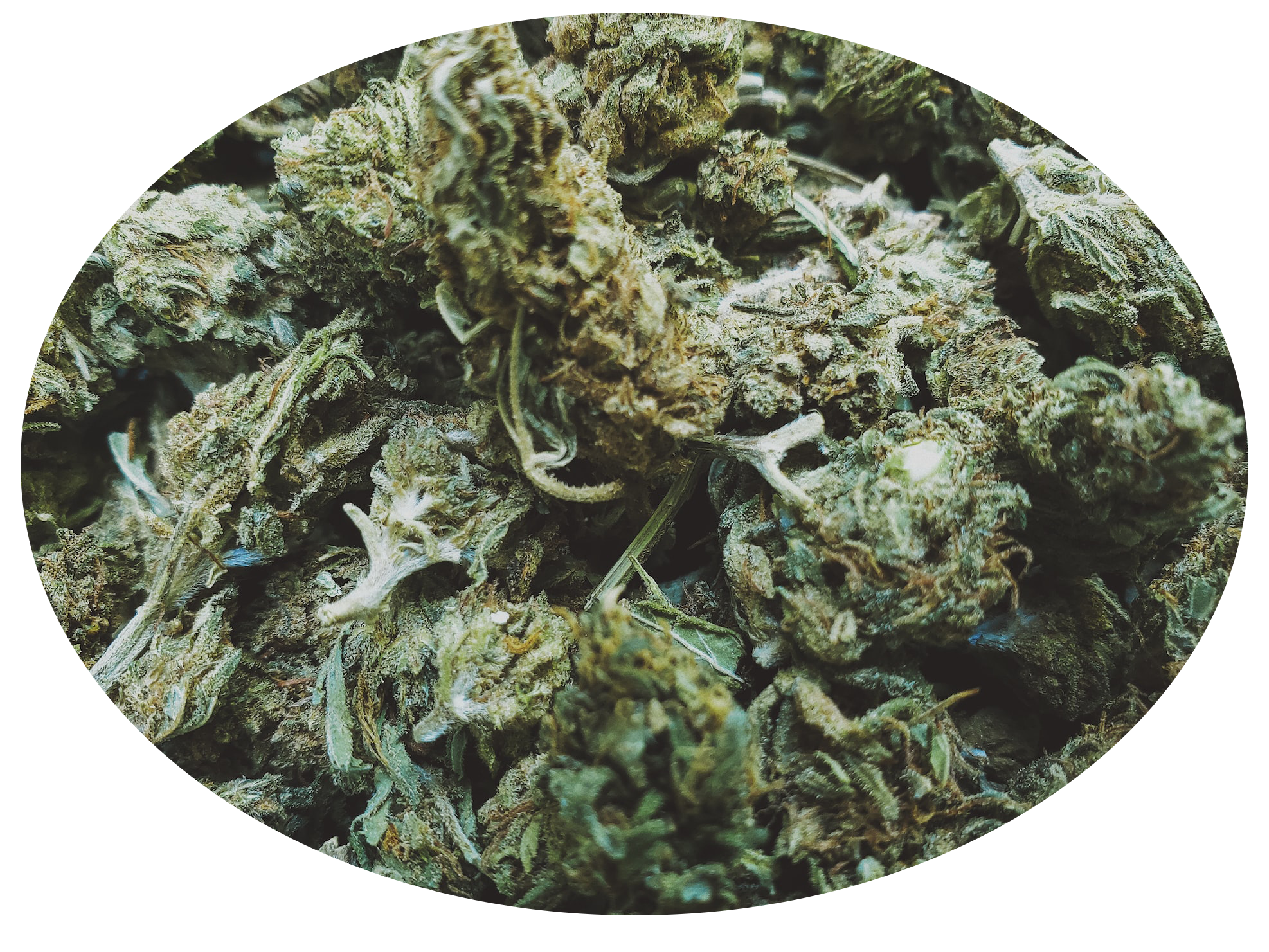 thca hash - thca danmark - weed shop din cannabis hos nordicweed.dk køb thca Hash