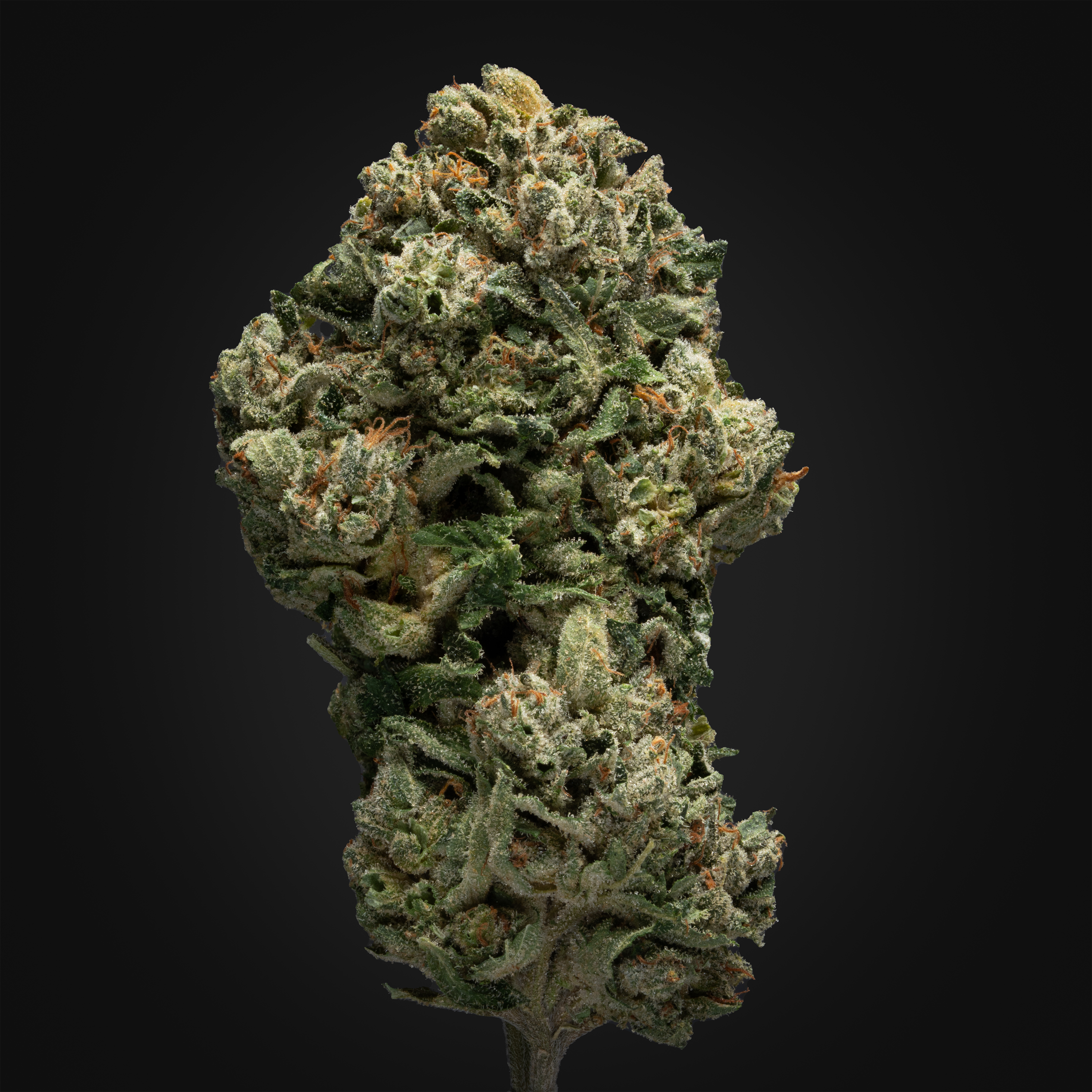 THCA Danmark, thca køb, find weed shop din cannabis nordicweed, thca hash, thca topskud