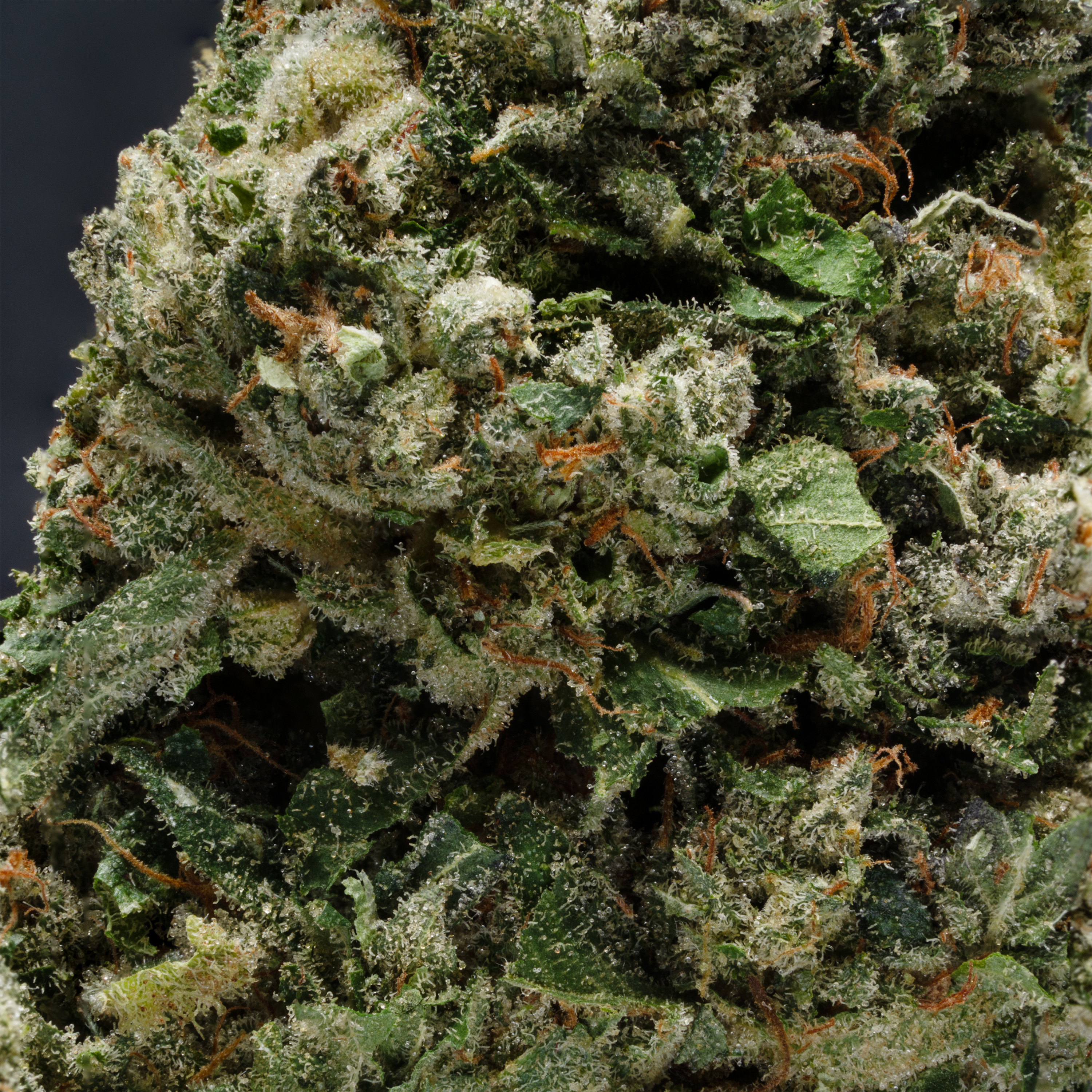 THCA Danmark, thca køb, find weed shop din cannabis nordicweed, thca hash, thca topskud