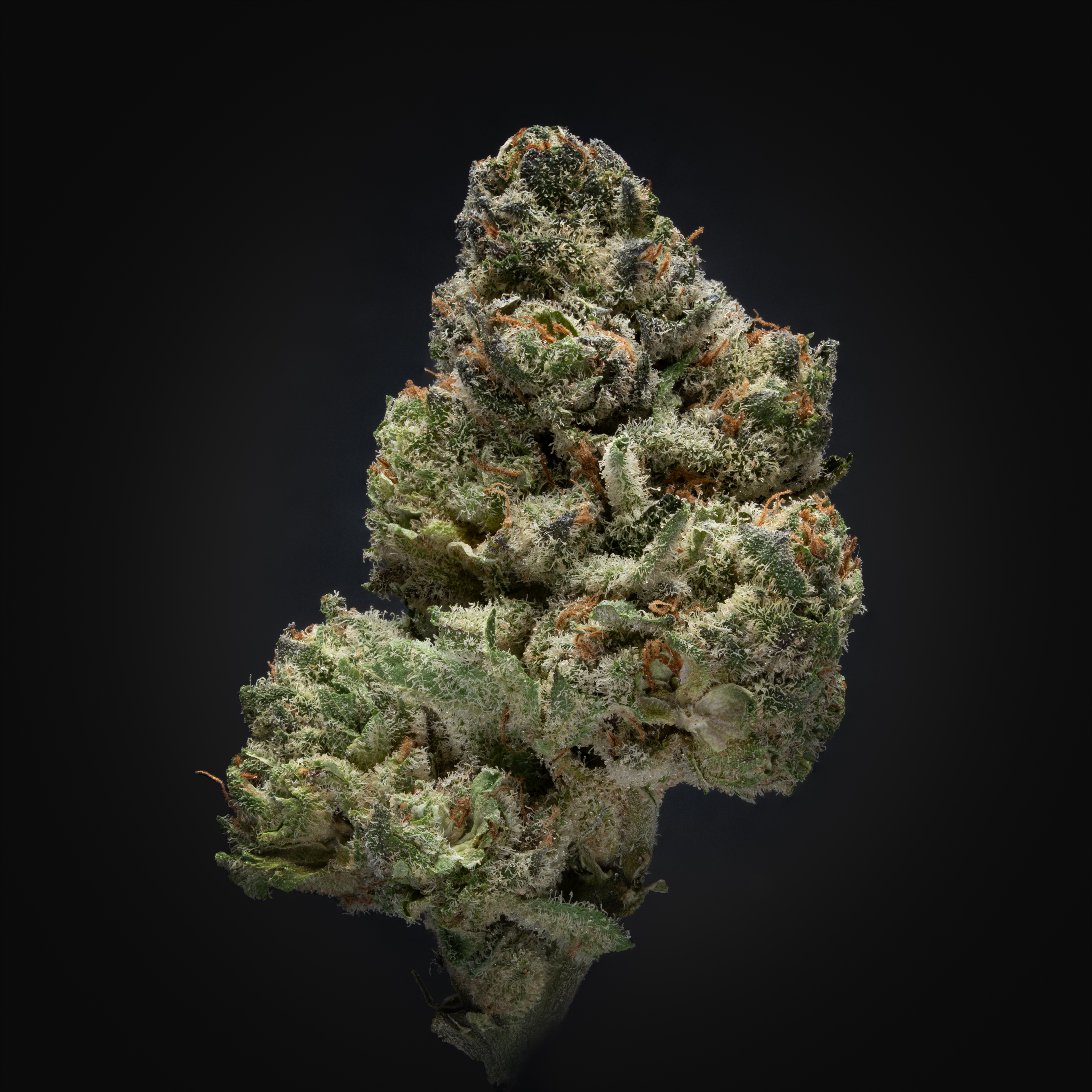 THCA Danmark, thca køb, find weed shop din cannabis nordicweed, thca hash, thca topskud