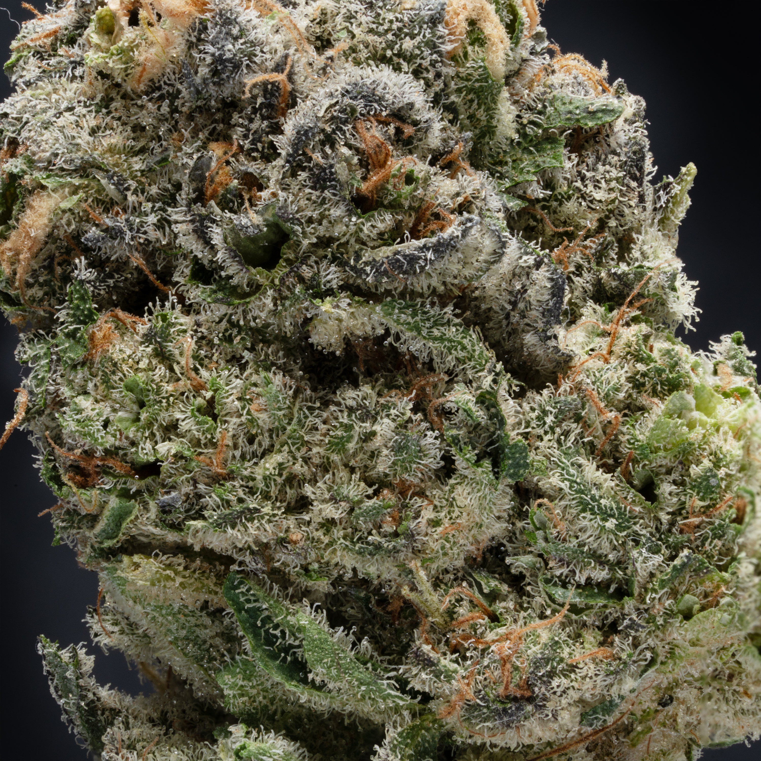 THCA Danmark, thca køb, find weed shop din cannabis nordicweed, thca hash, thca topskud