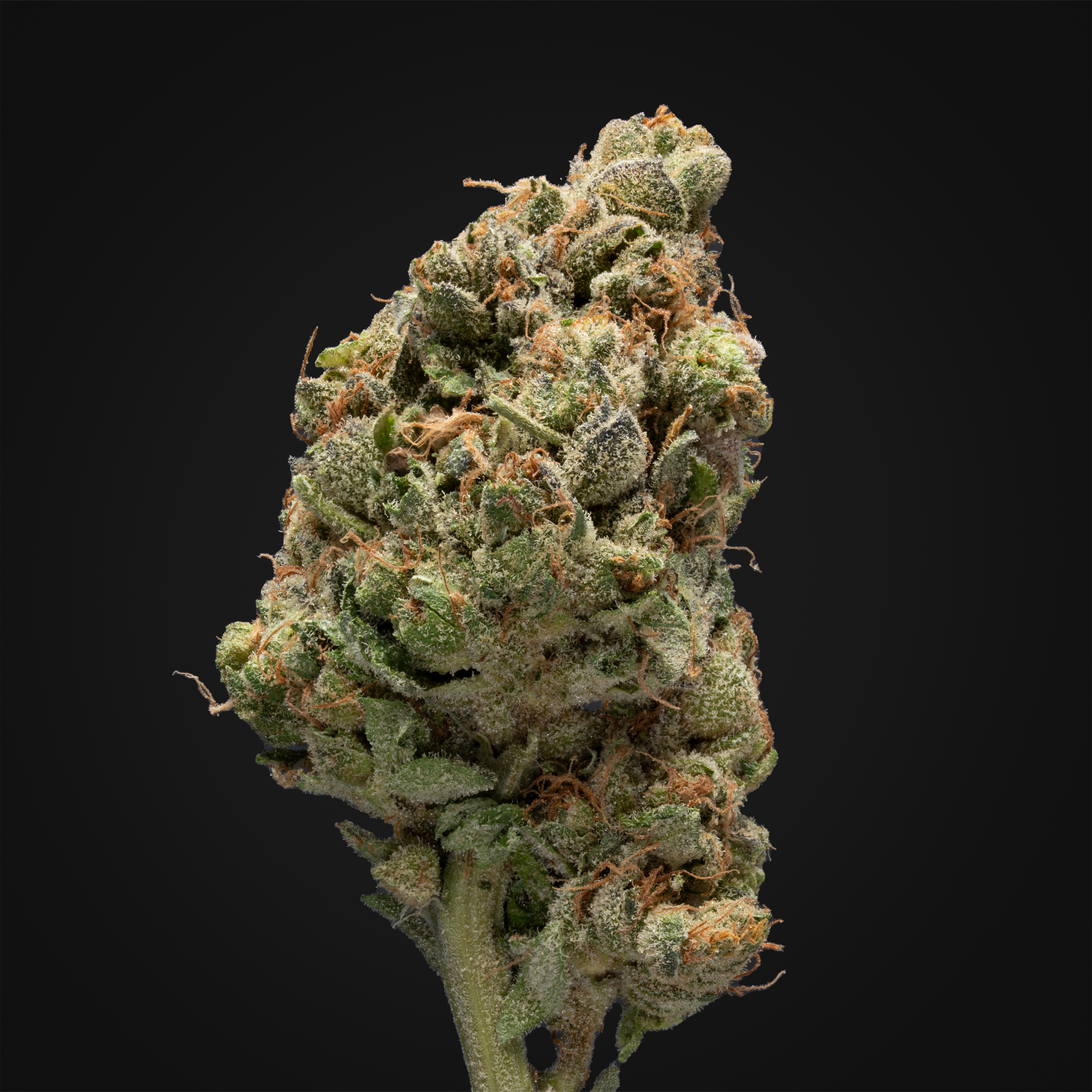 THCA Danmark, thca køb, find weed shop din cannabis nordicweed, thca hash, thca topskud