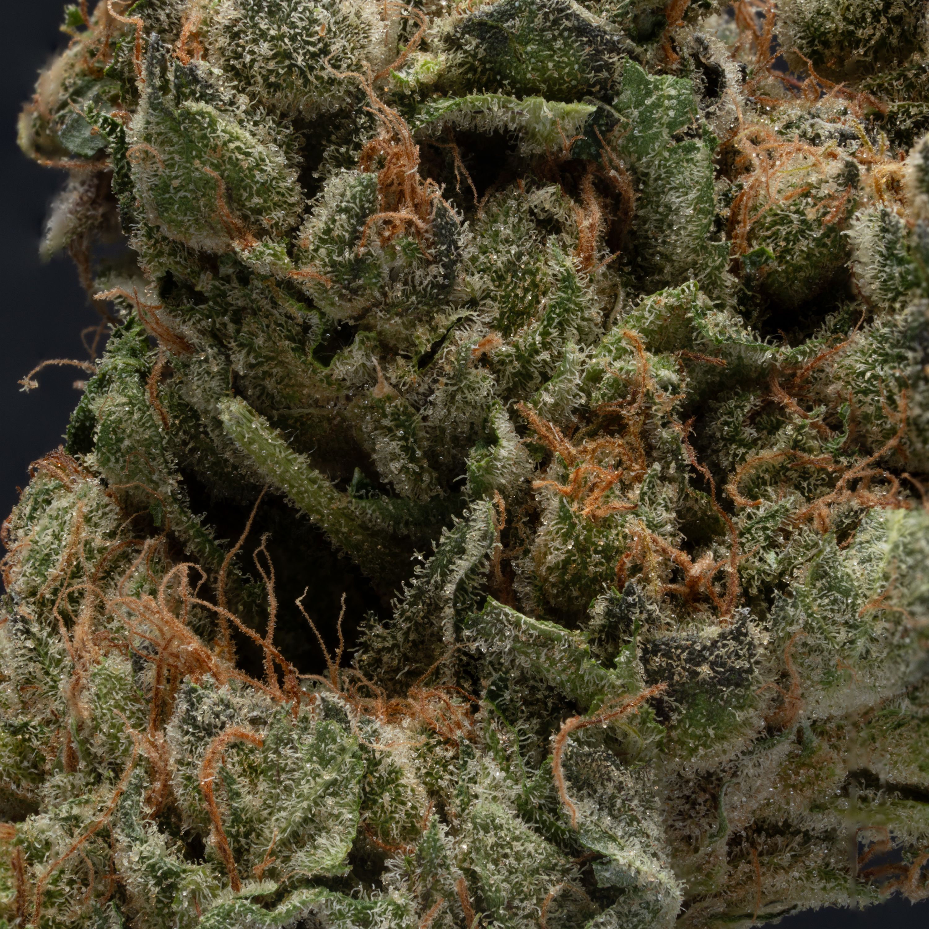 THCA Danmark, thca køb, find weed shop din cannabis nordicweed, thca hash, thca topskud