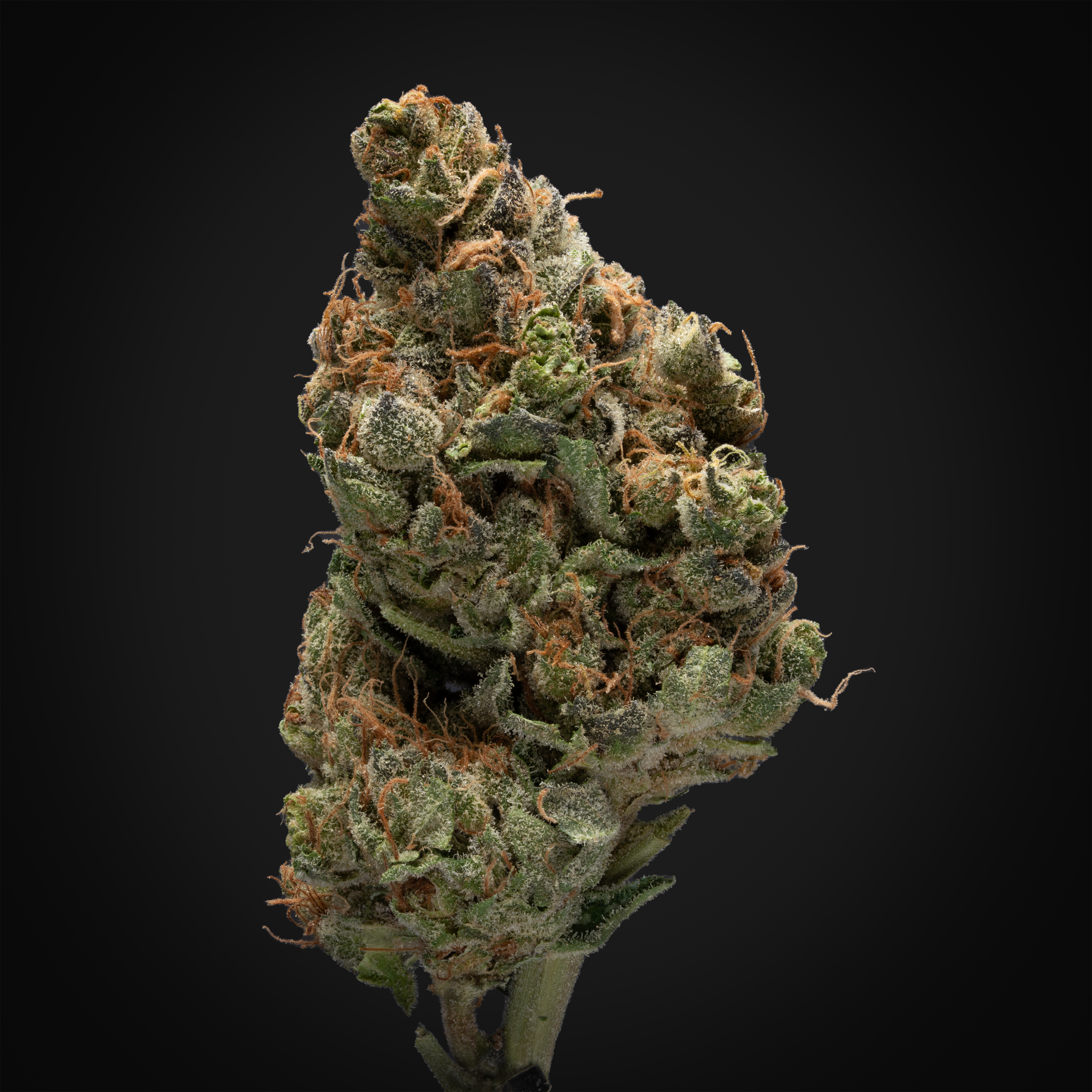 THCA Danmark, thca køb, find weed shop din cannabis nordicweed, thca hash, thca topskud