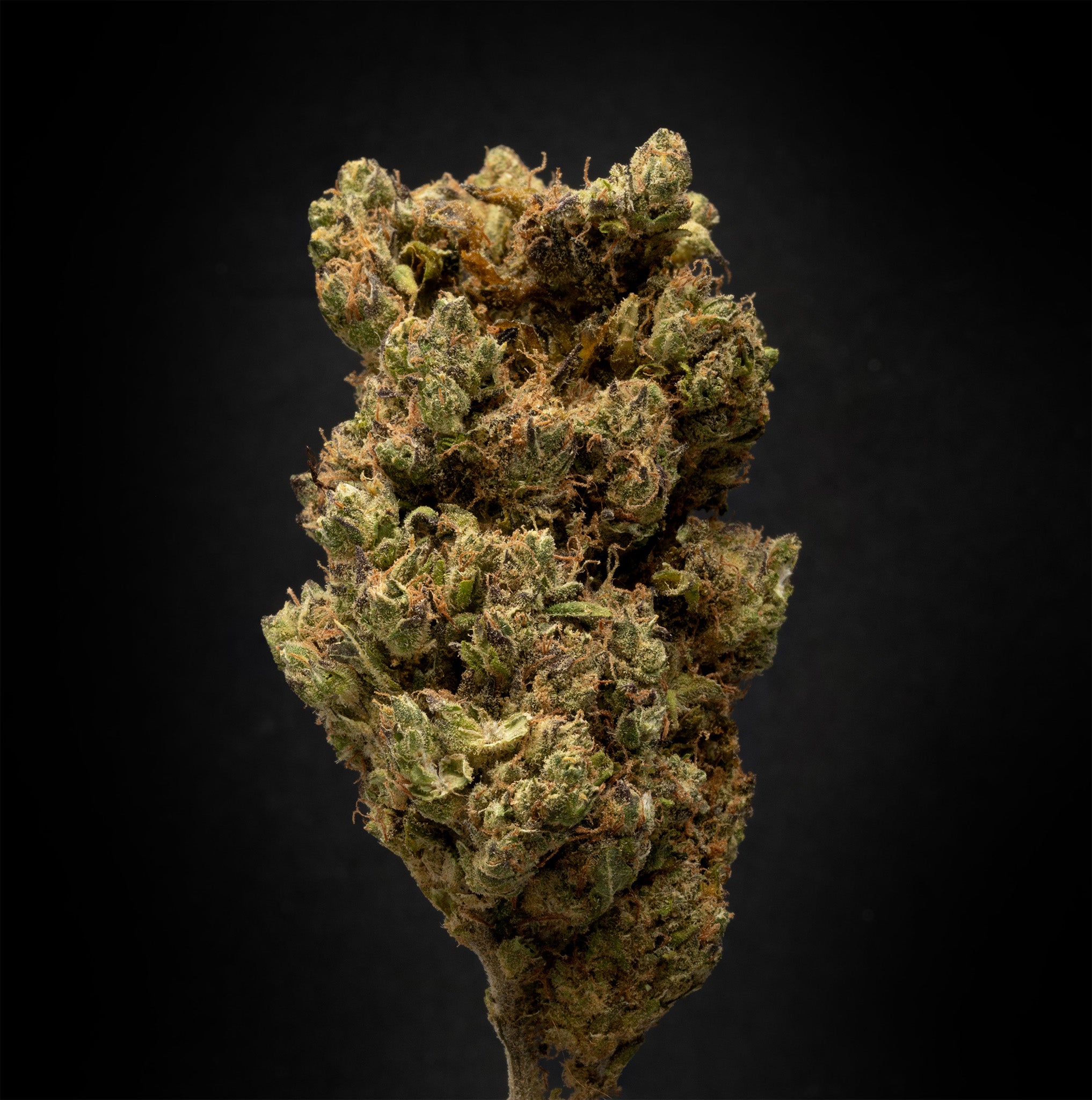 THCA Danmark, thca køb, find weed shop din cannabis nordicweed, thca hash, thca topskud