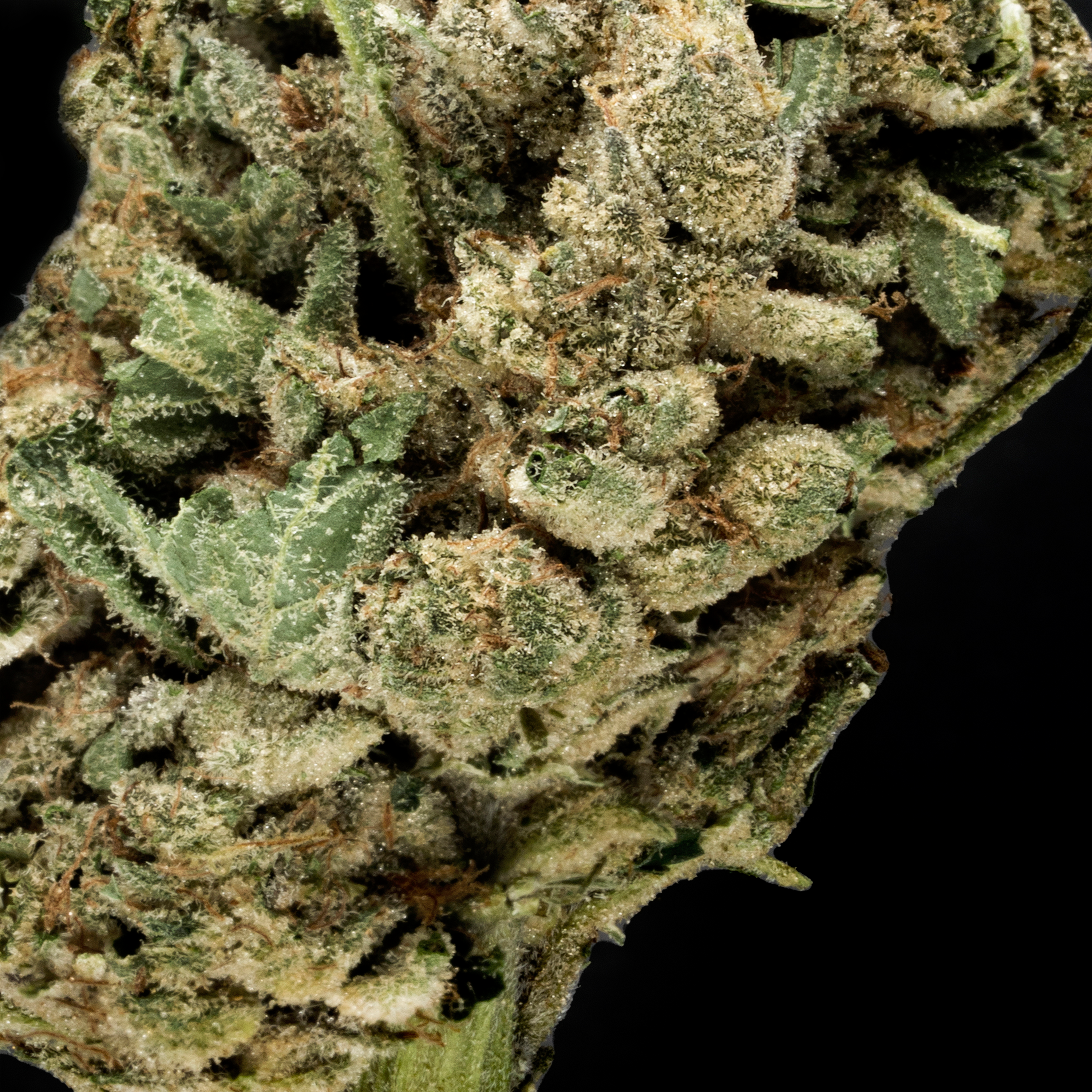 thca danmark topskud hash weed shop din cannabis Nordicweed