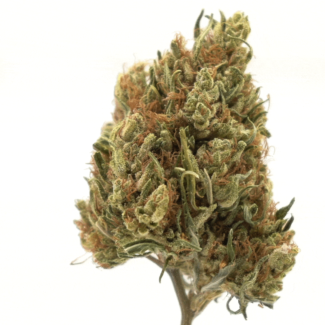 Banana Kush - CBD - NordicWeedcannabis, lovlig hash, lovlig skunk, køb hash online