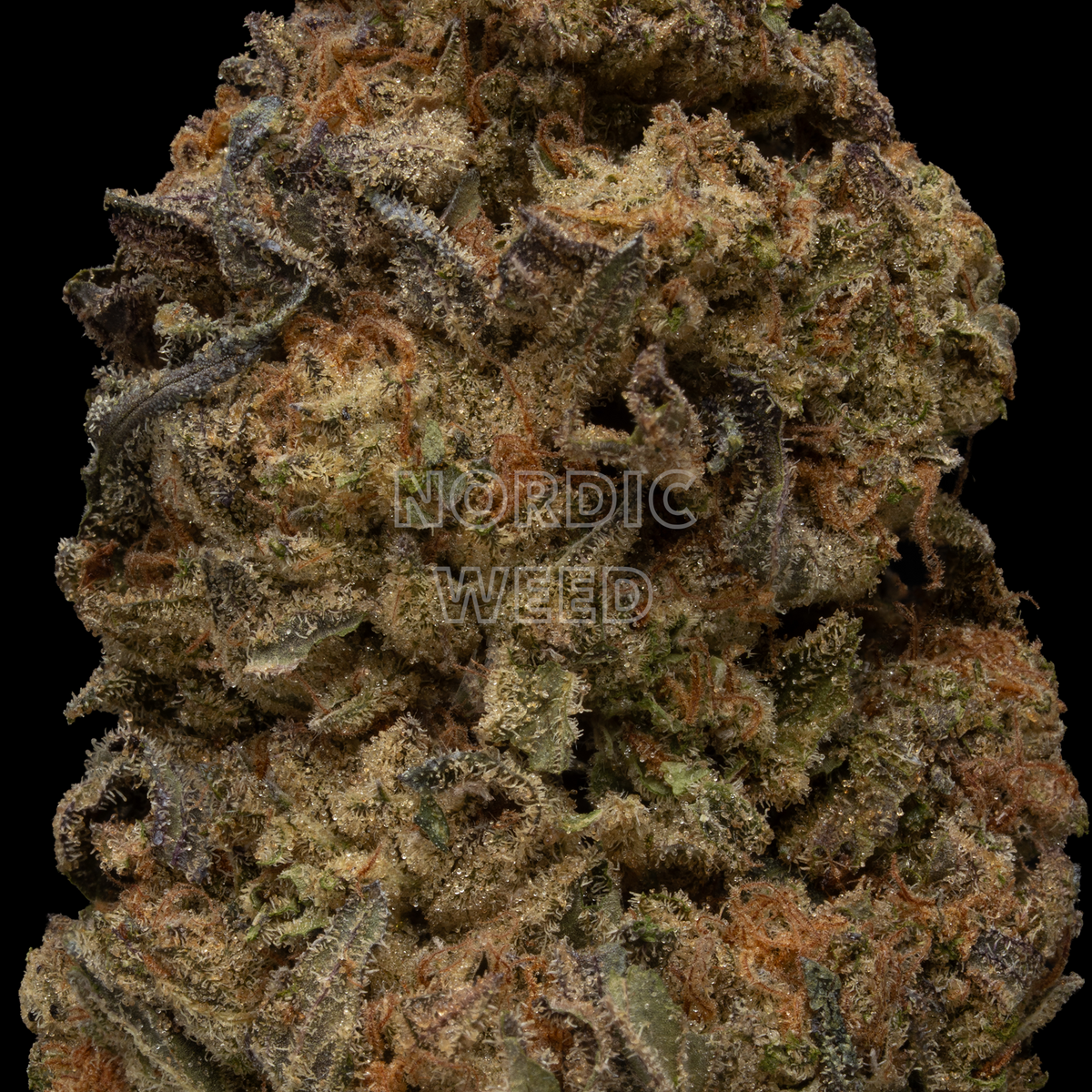 Blue Girl Scout Cookies - 26.5% THCA