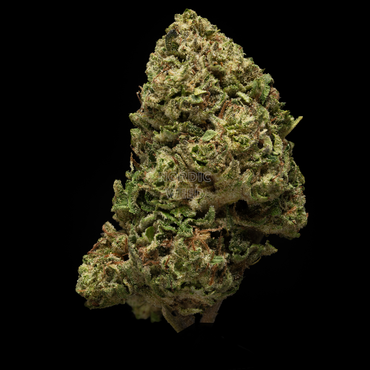 Horchata - 25% THCA
