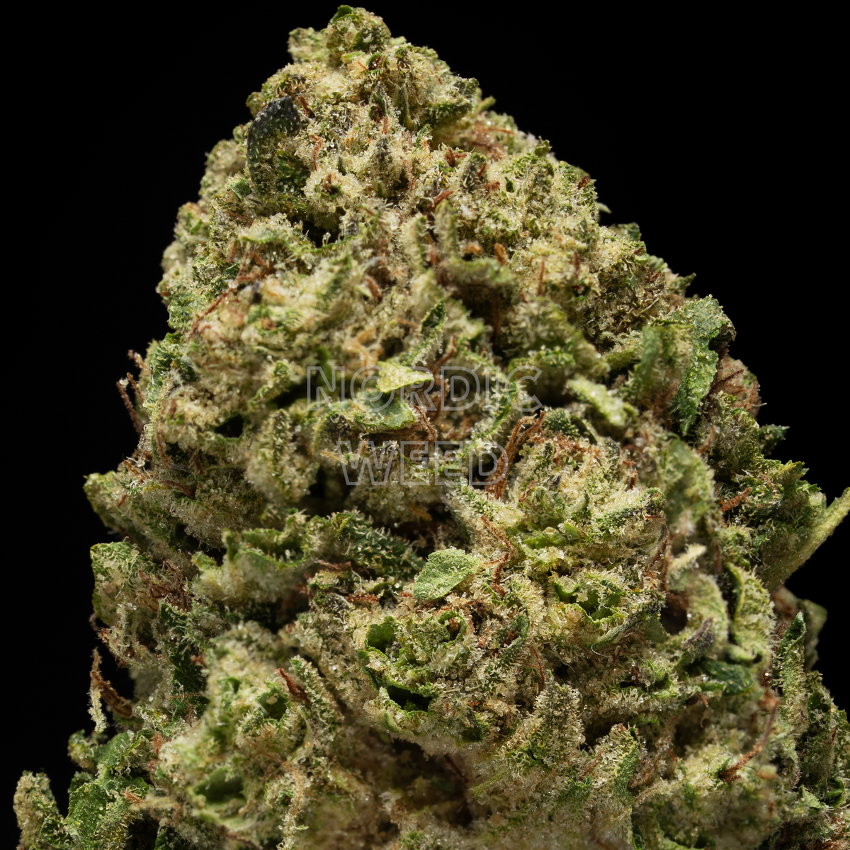 Horchata - 25% THCA