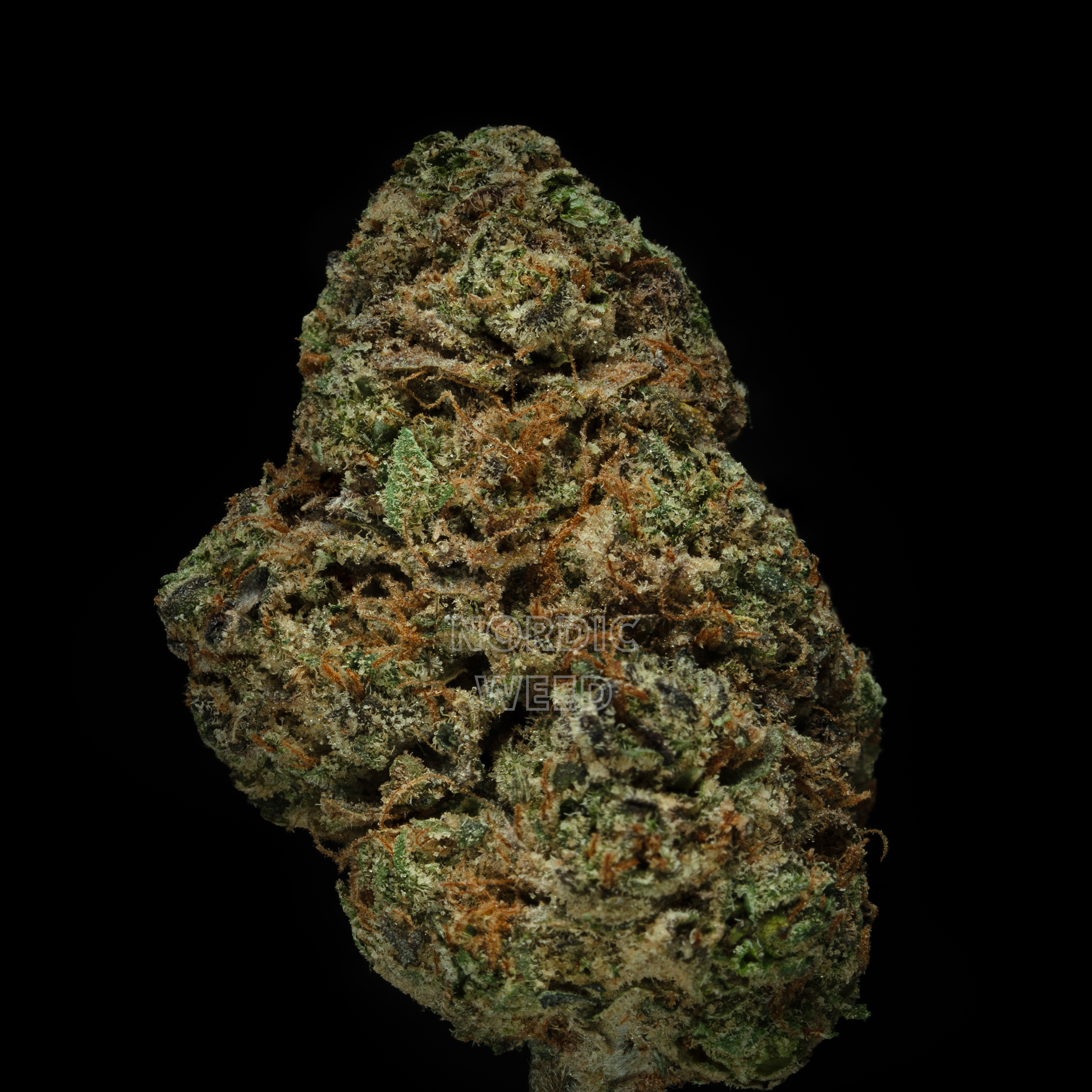 Black Cherry Gelato - 24% THCA