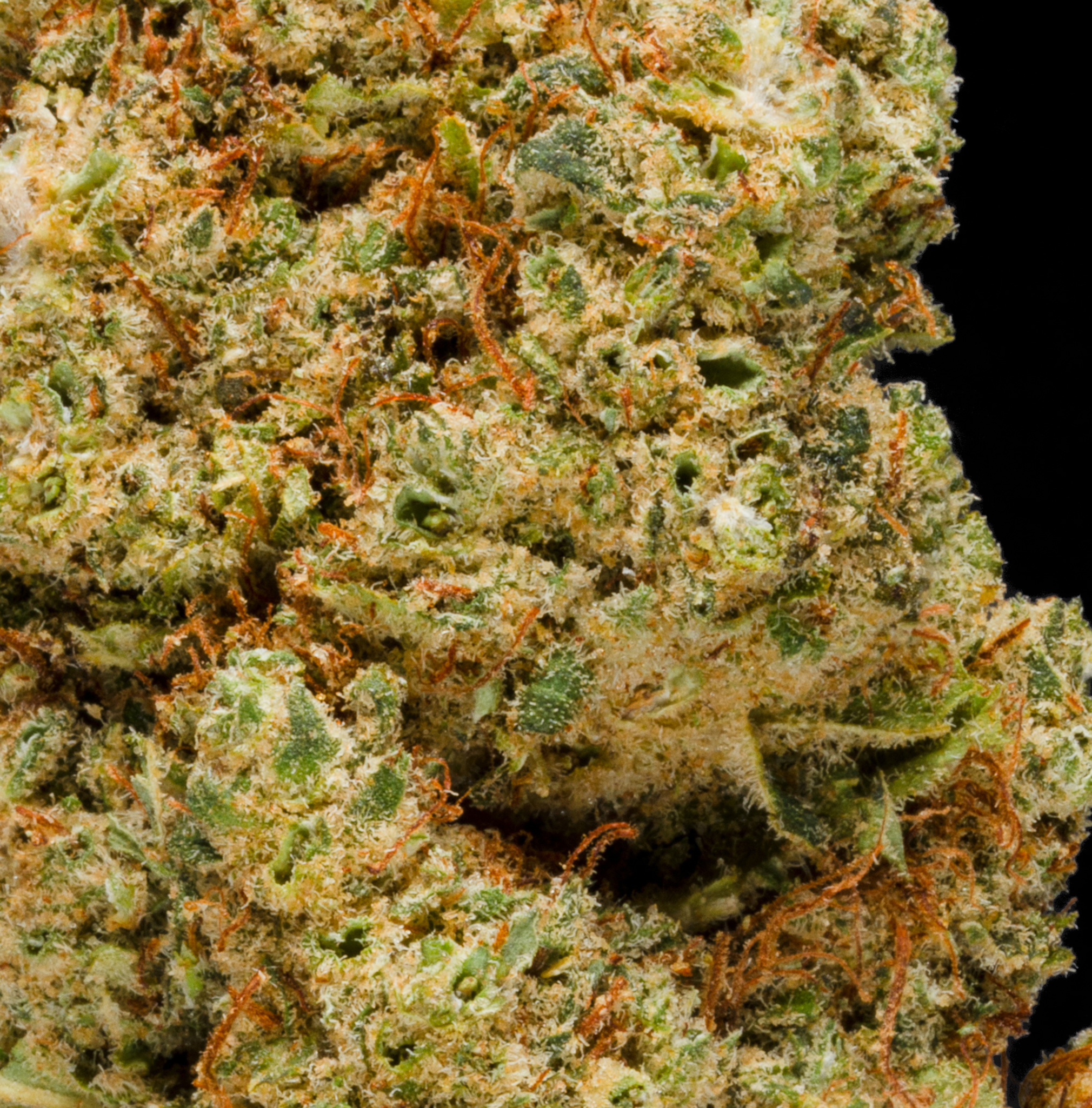 L'Orange - 25% THCA